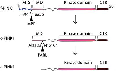 Role of Cleaved PINK1 in Neuronal Development, Synaptogenesis, and Plasticity: Implications for Parkinson’s Disease